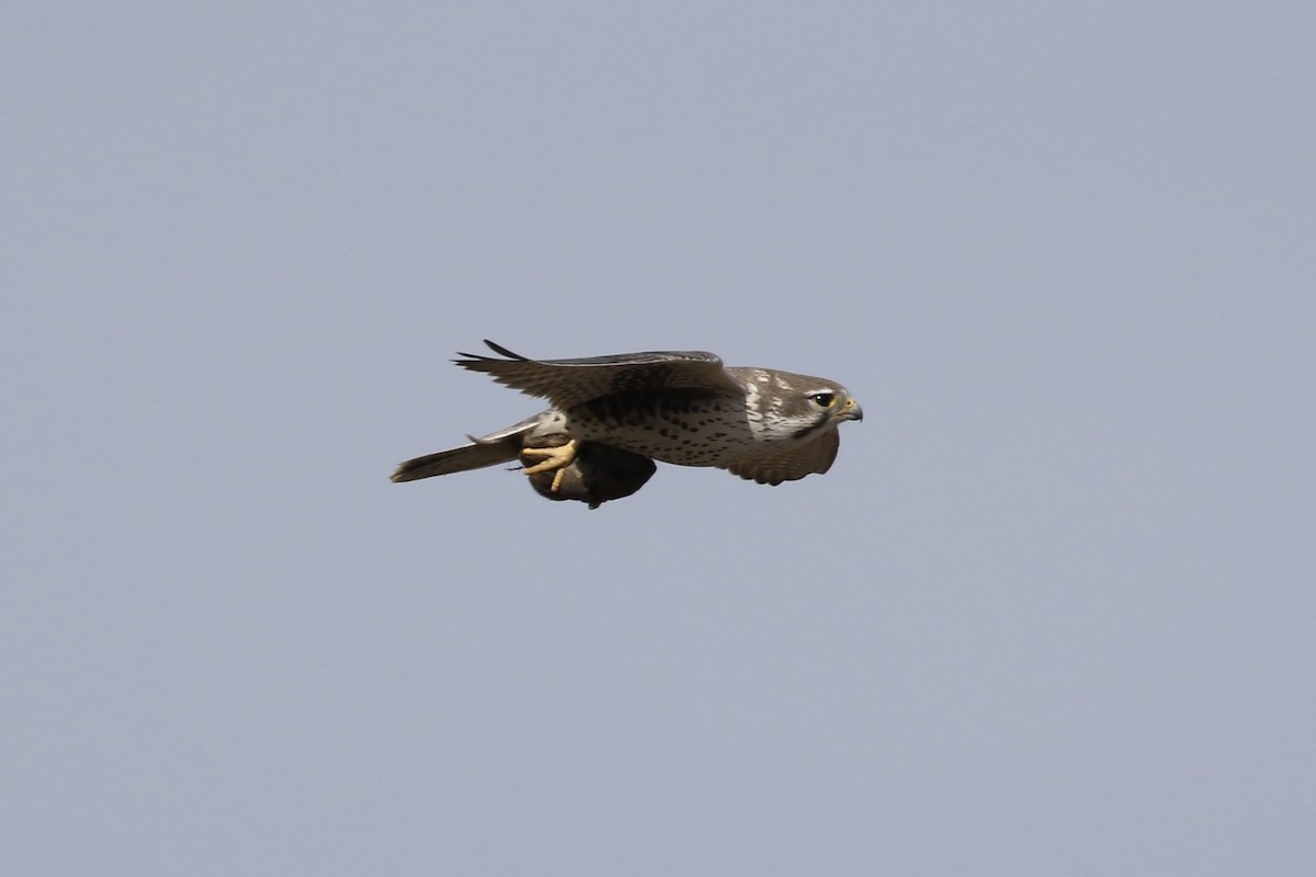 Prairie Falcon - Russ Morgan
