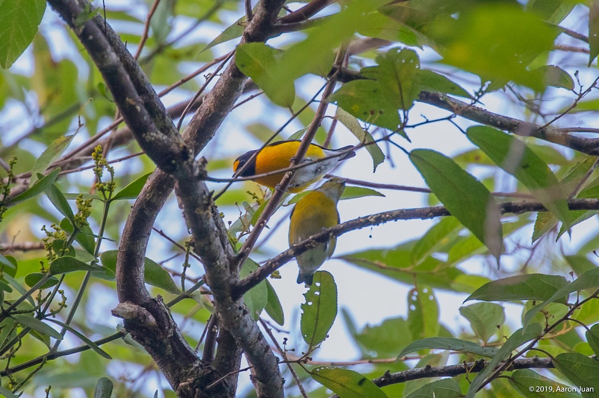 White-vented Euphonia - ML186717091