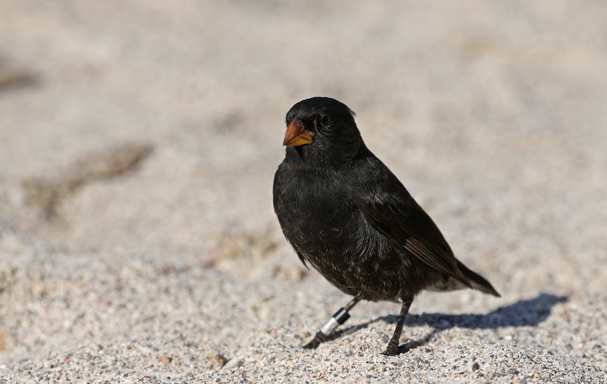 Small Ground-Finch - Jay McGowan