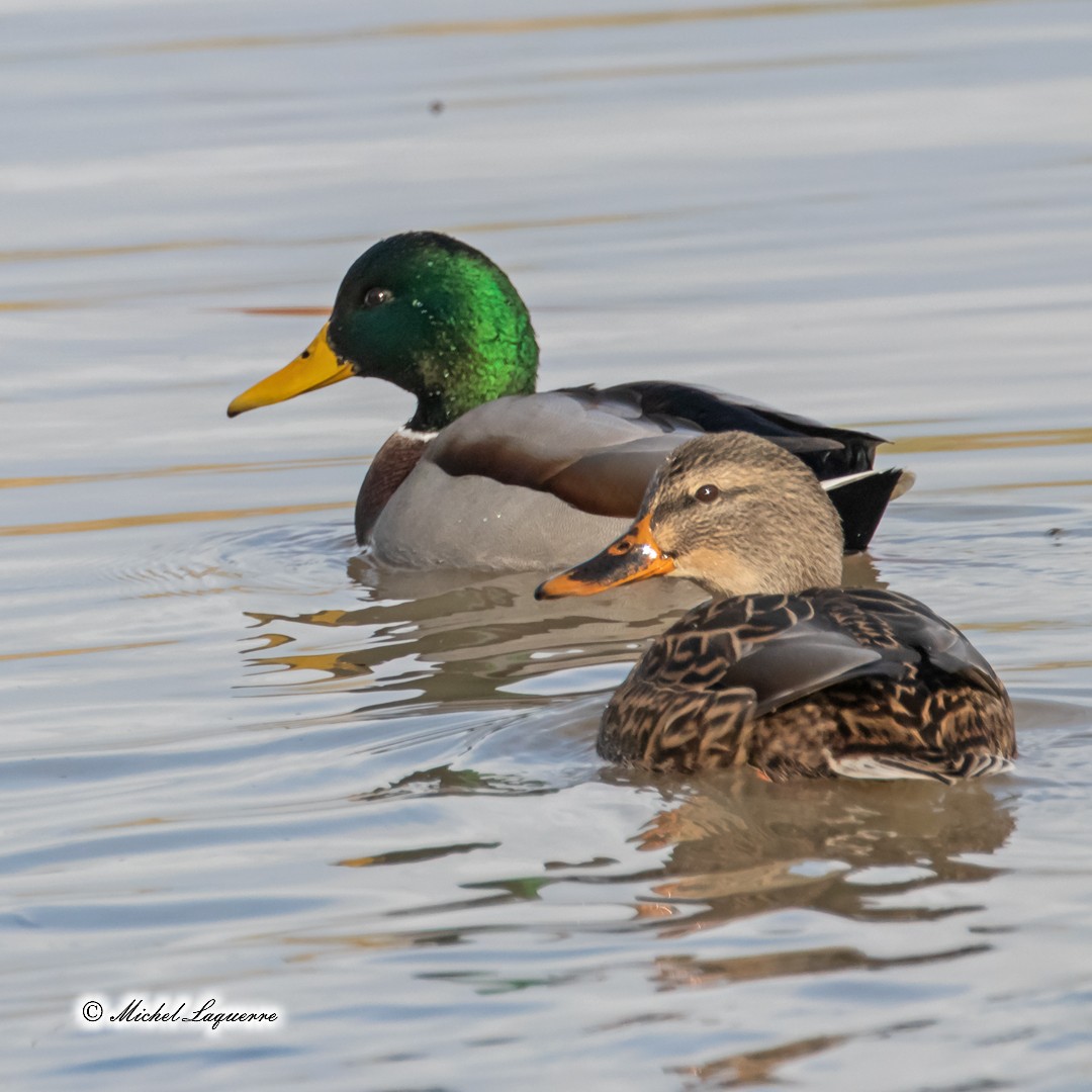 Mallard - ML186720261