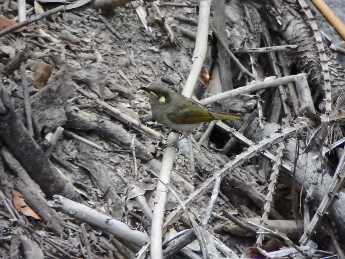 Yellow-spotted Honeyeater - ML186720421