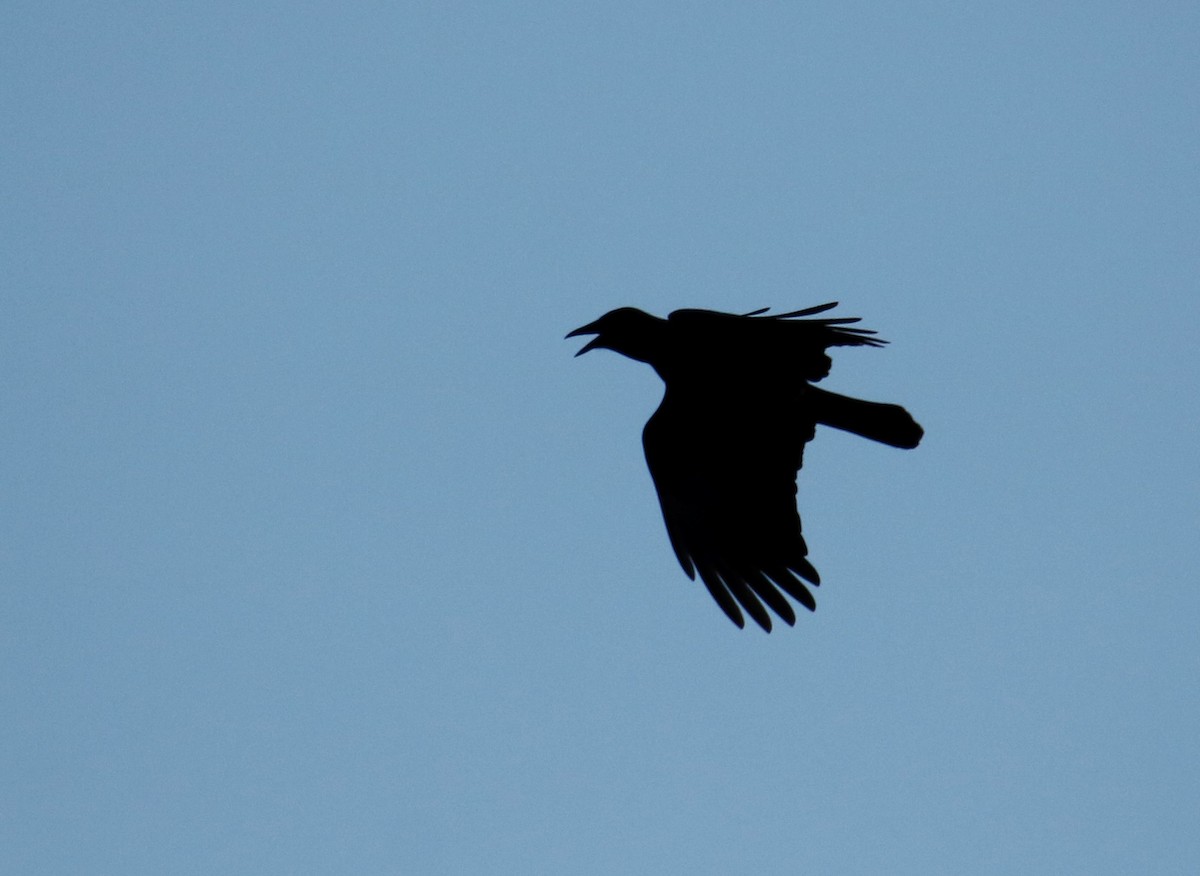 American Crow - ML186721401