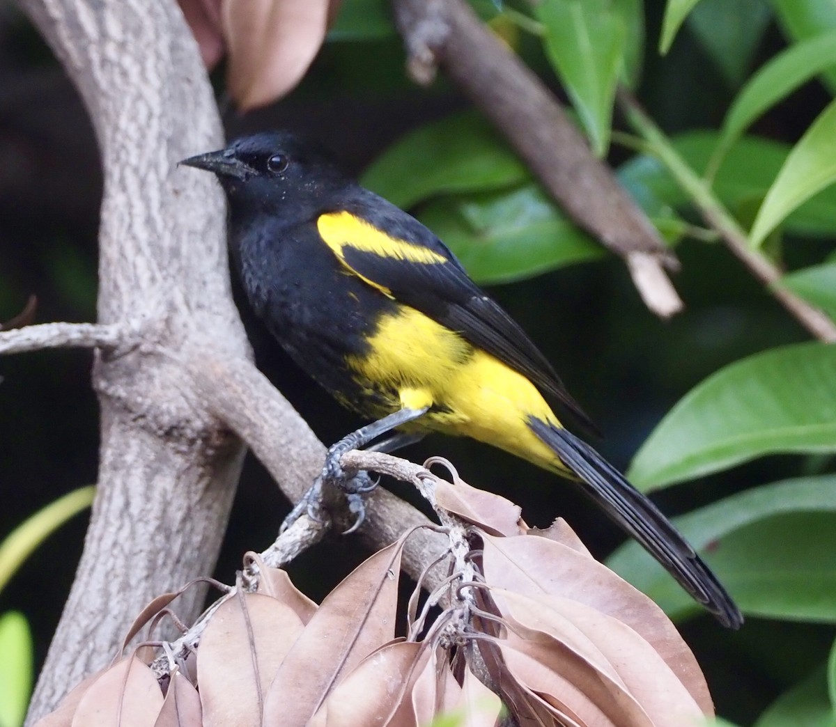 Hispaniolan Oriole - Yve Morrell