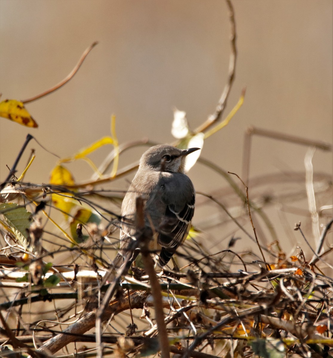Northern Mockingbird - ML186721571