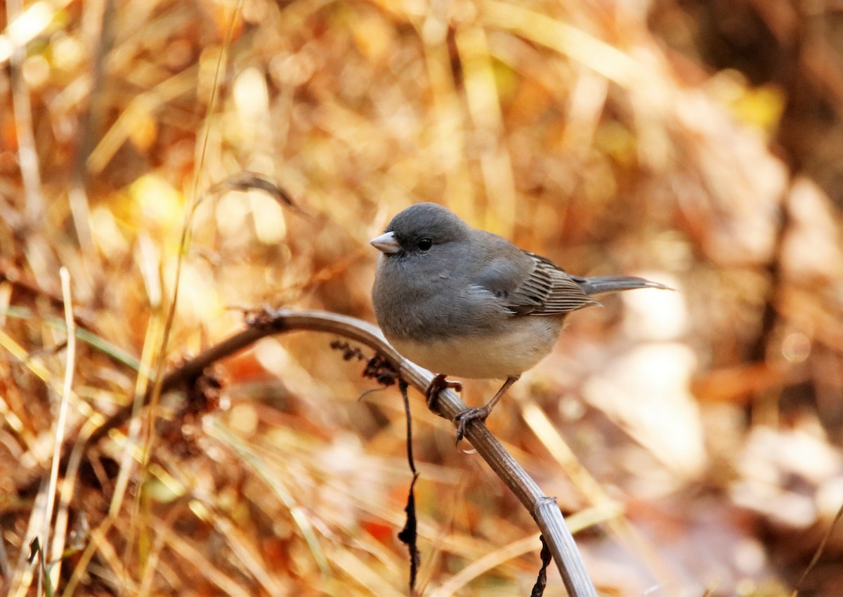 Dark-eyed Junco - ML186722071