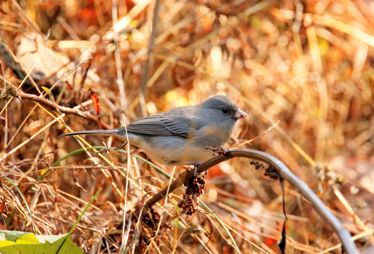 Junco Ojioscuro - ML186722081