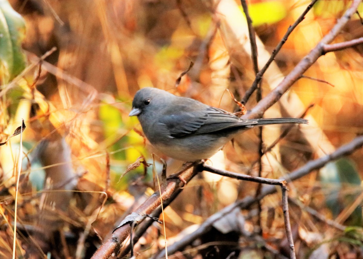 Dark-eyed Junco - ML186722091