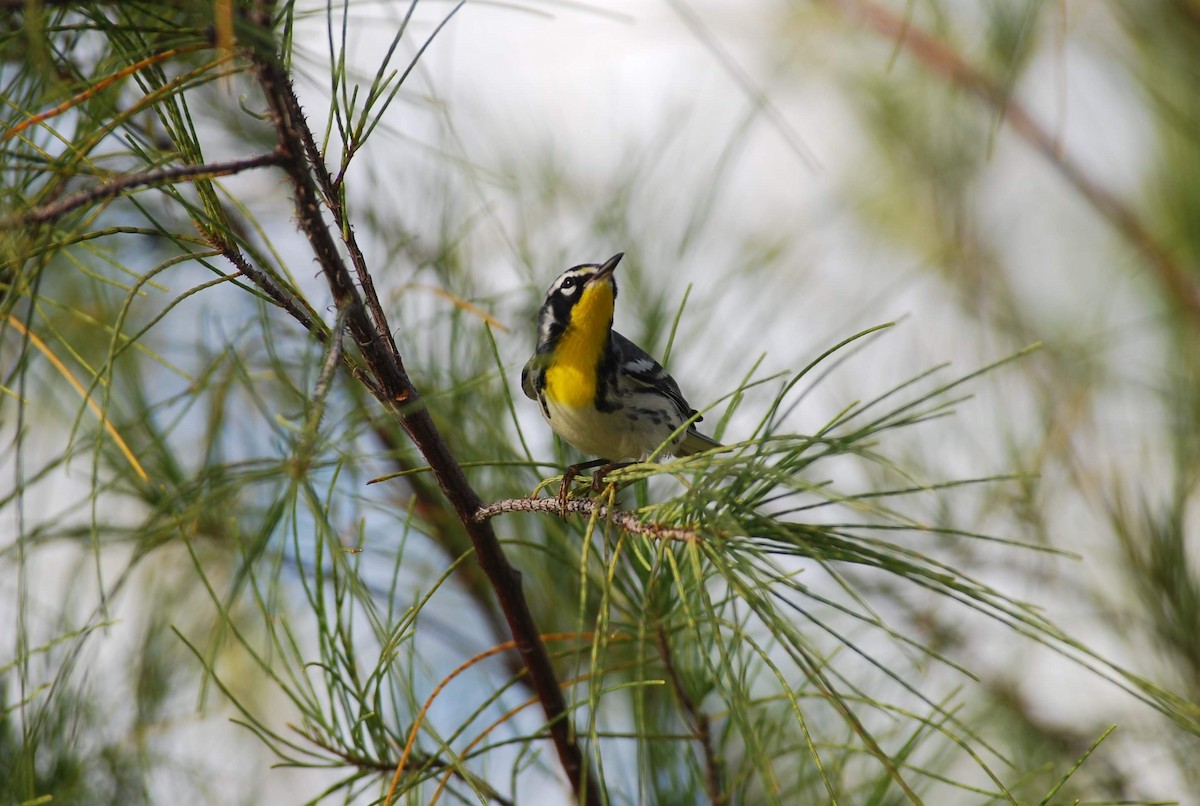 Yellow-throated Warbler - Francisco Altamirano