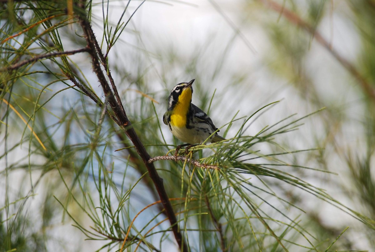 Yellow-throated Warbler - ML186722351