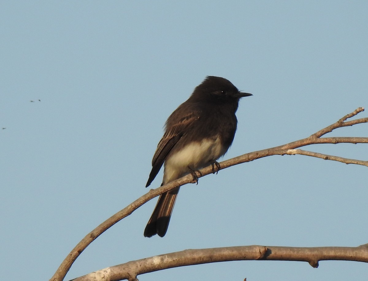 Black Phoebe - ML186722391