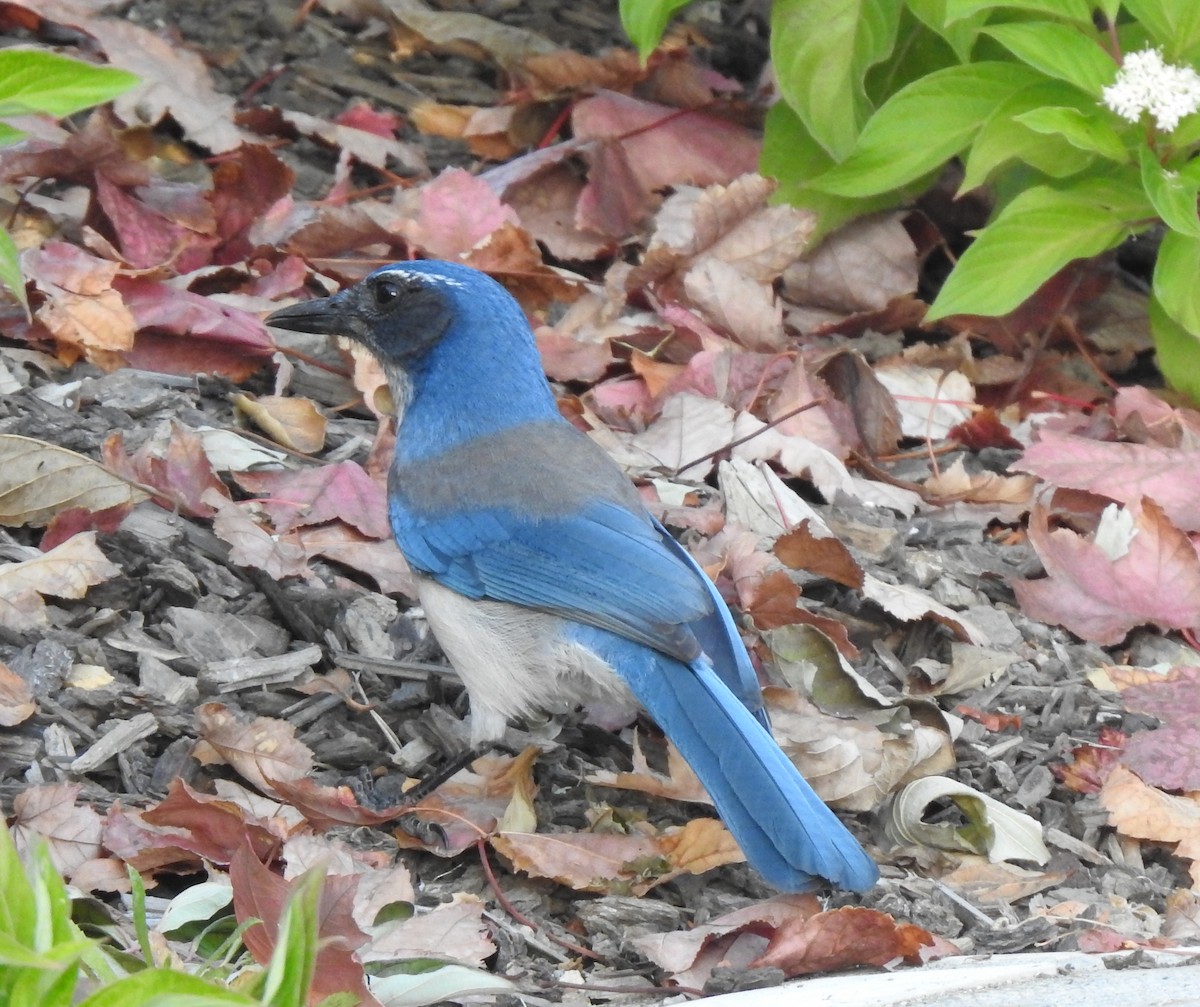 California Scrub-Jay - ML186722451