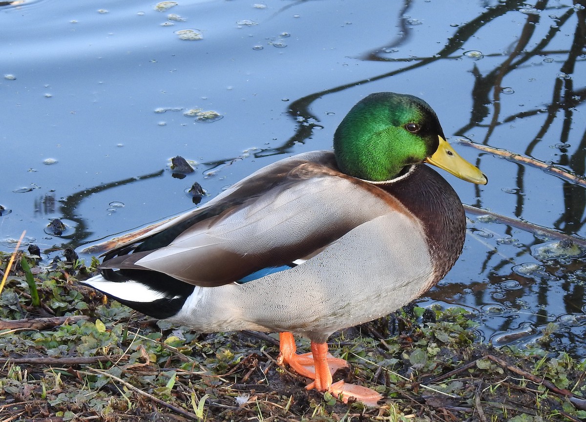 Canard colvert - ML186722471