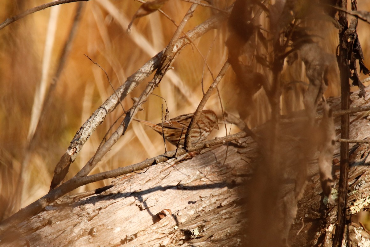 Song Sparrow - ML186722721