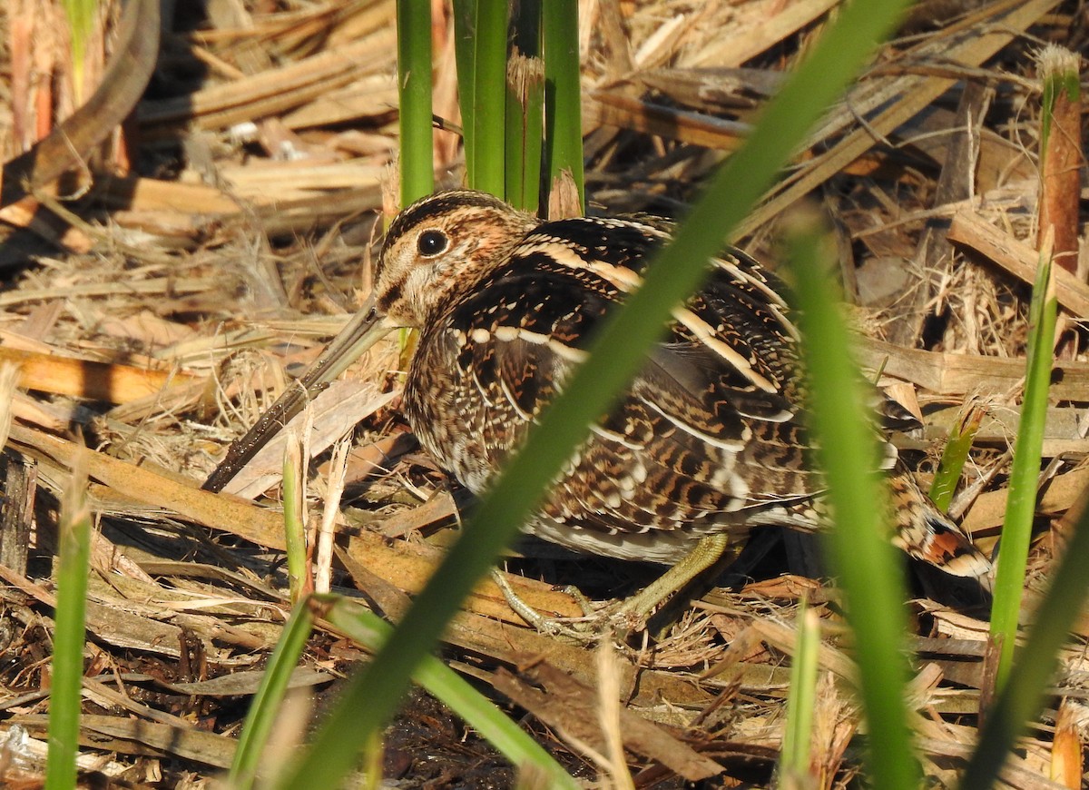 Wilson's Snipe - ML186722881