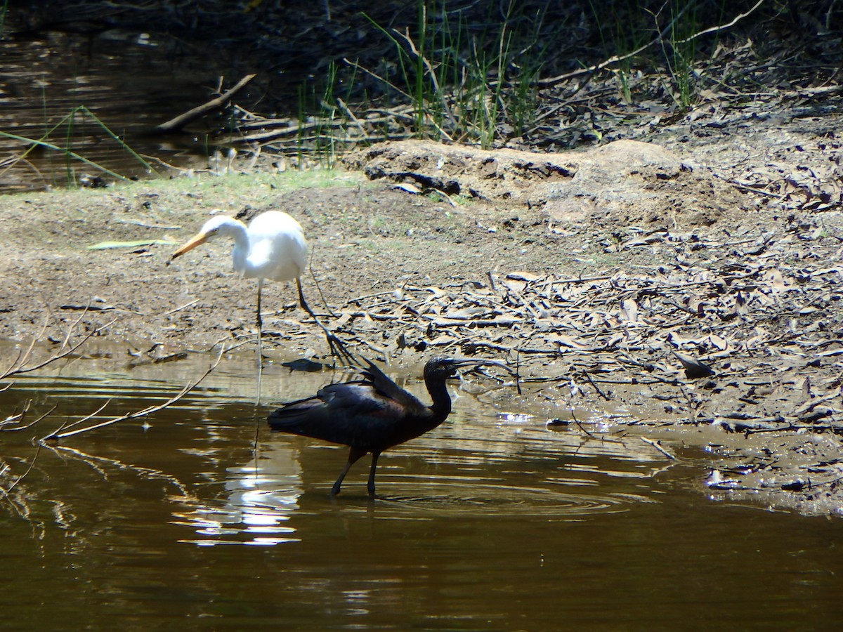 Glossy Ibis - ML186723351