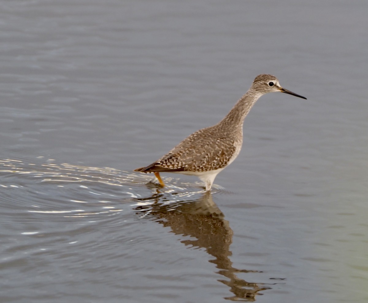 Lesser Yellowlegs - ML186723591