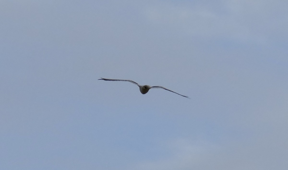 Black-shouldered Kite - John Beckworth