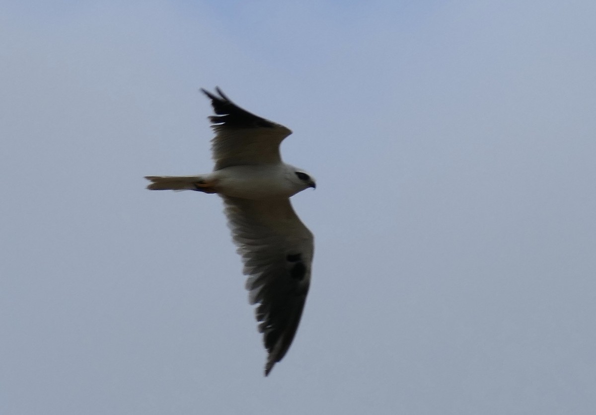 Black-shouldered Kite - John Beckworth