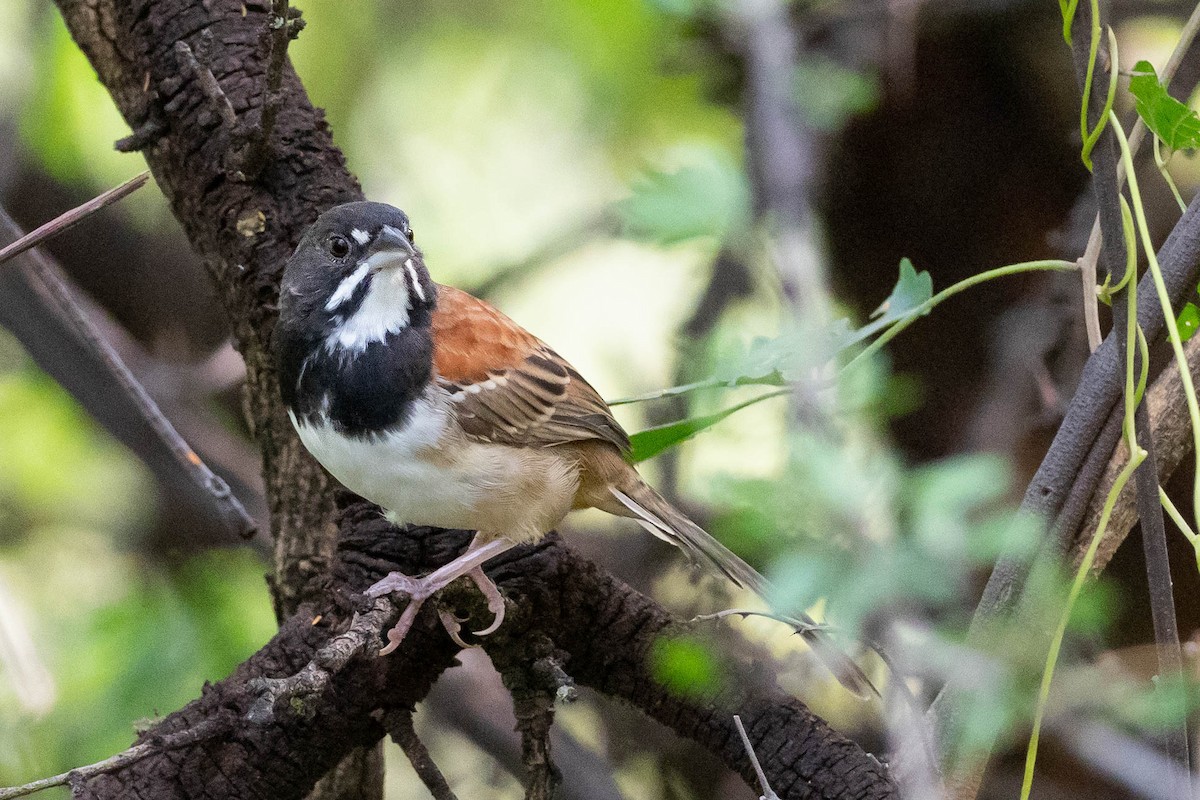 Black-chested Sparrow - Phil Chaon