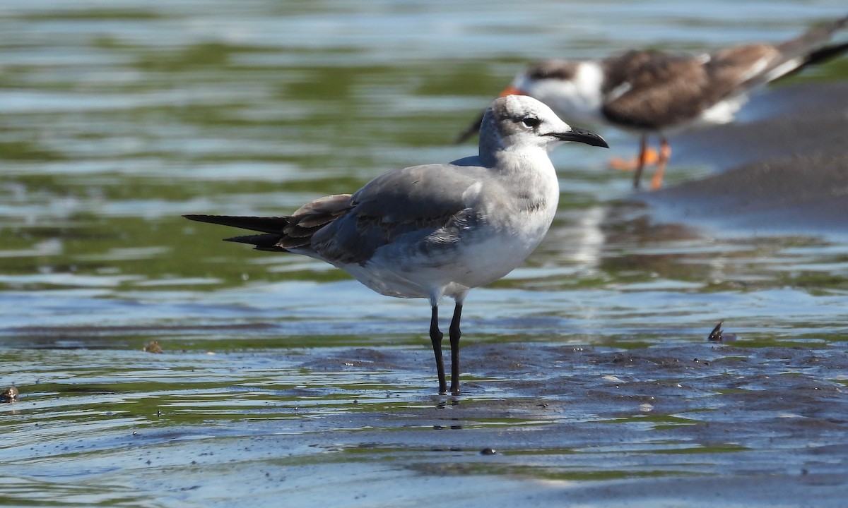 Laughing Gull - grete pasch