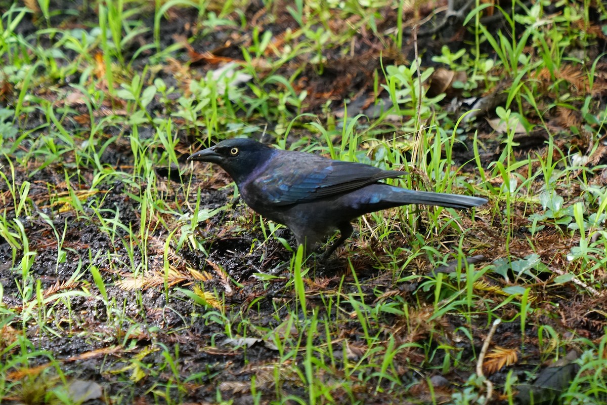 Common Grackle - ML186734731