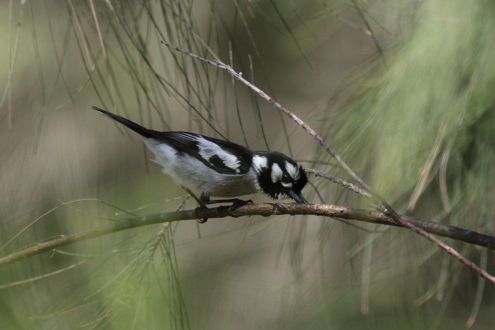 White-eared Monarch - ML186735201