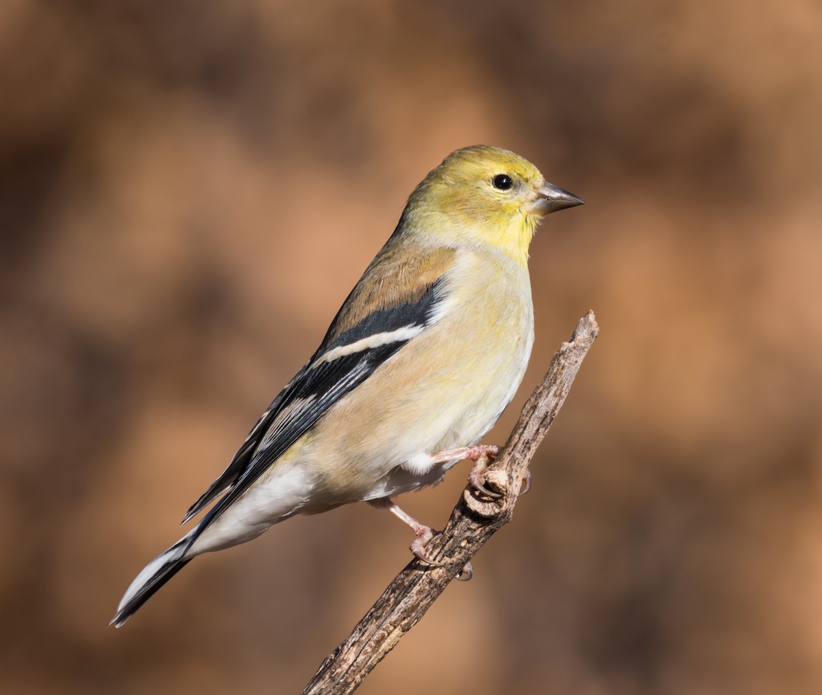 Chardonneret jaune - ML186735271