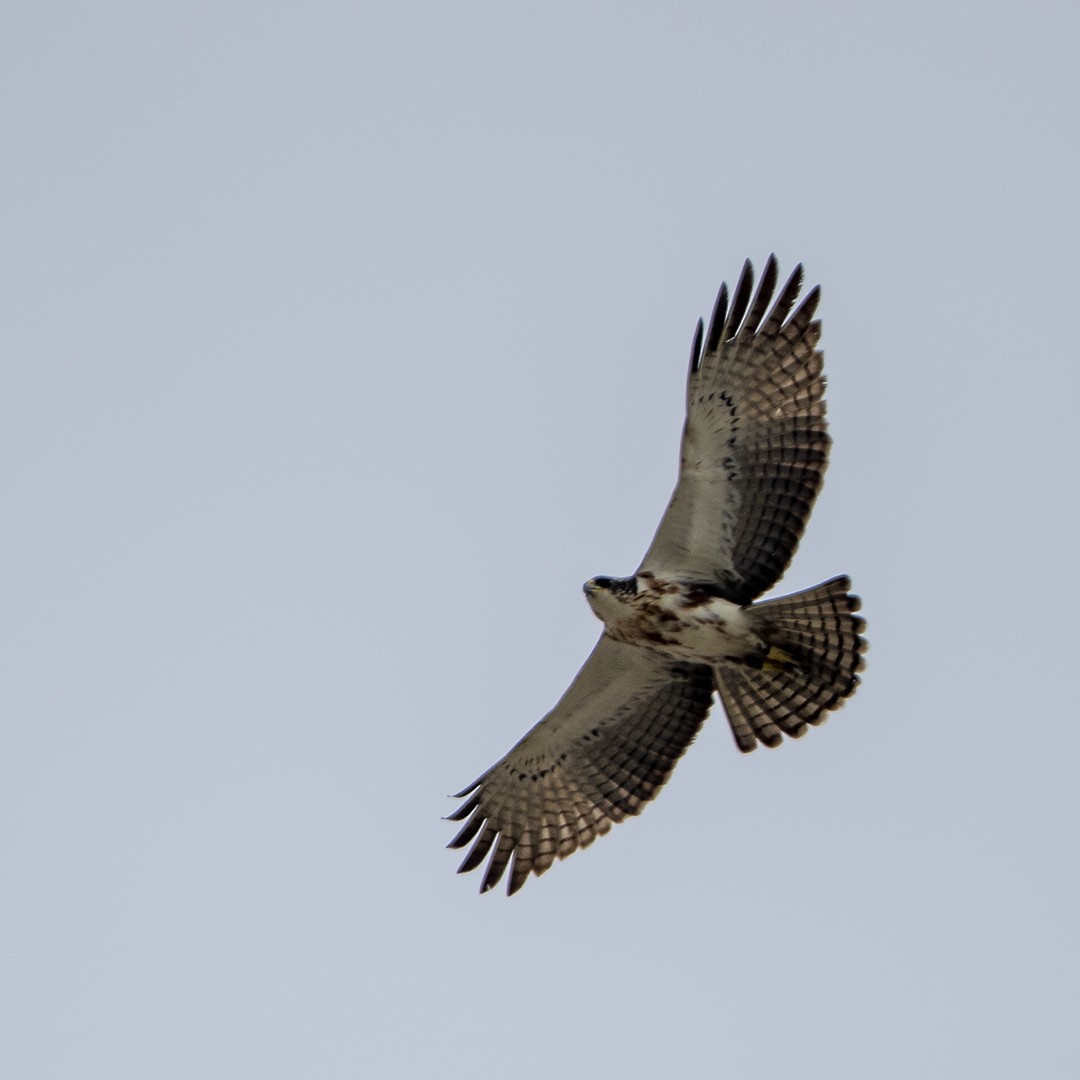 Rufous-bellied Eagle - ML186736831