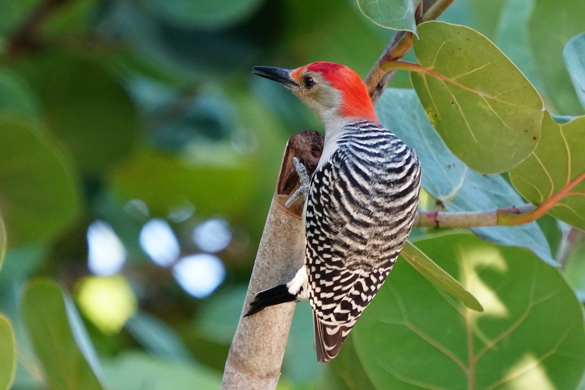 Red-bellied Woodpecker - ML186738641