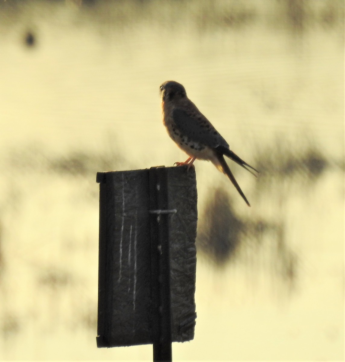 American Kestrel - ML186739331