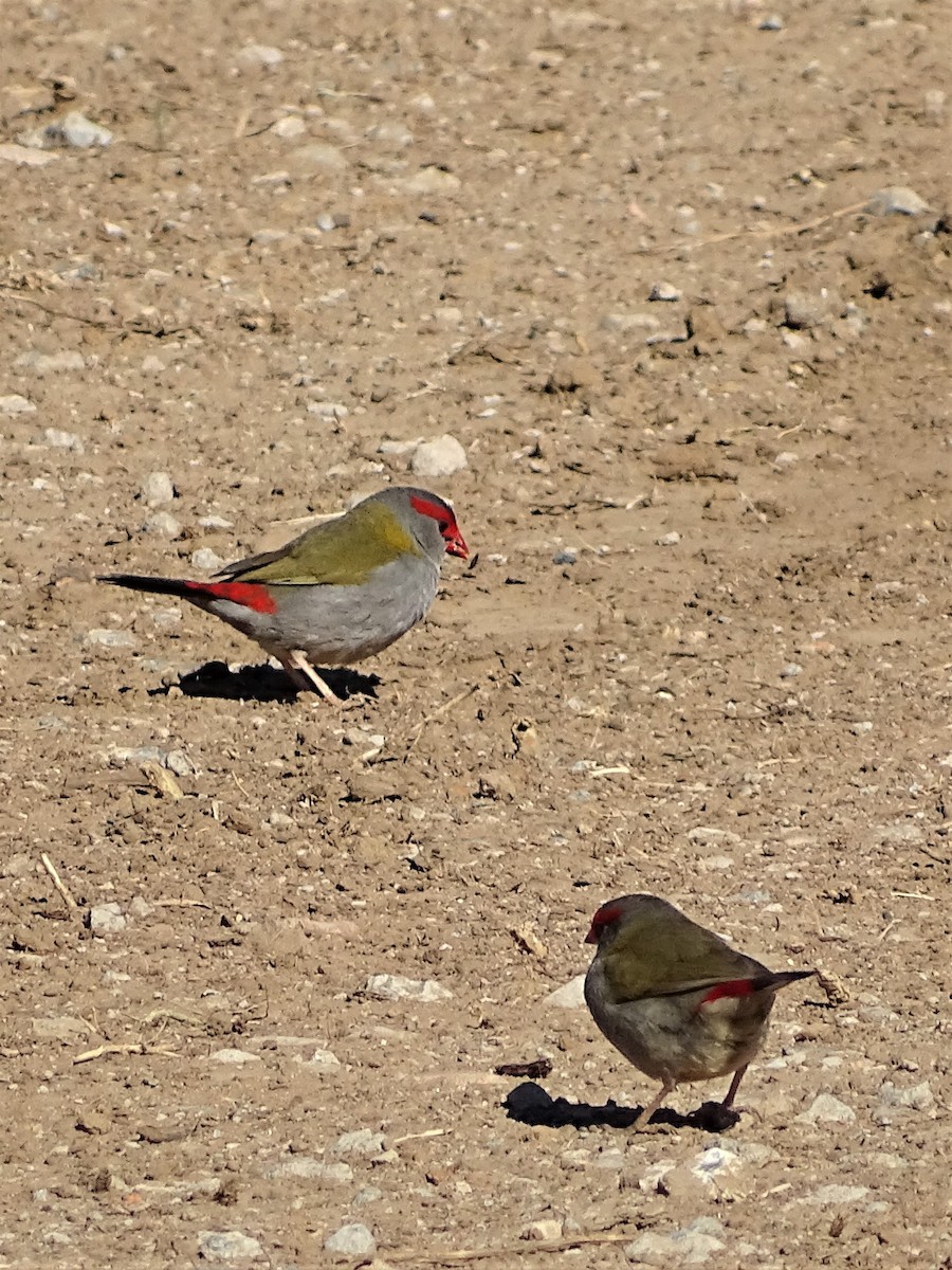 Red-browed Firetail - ML186740711