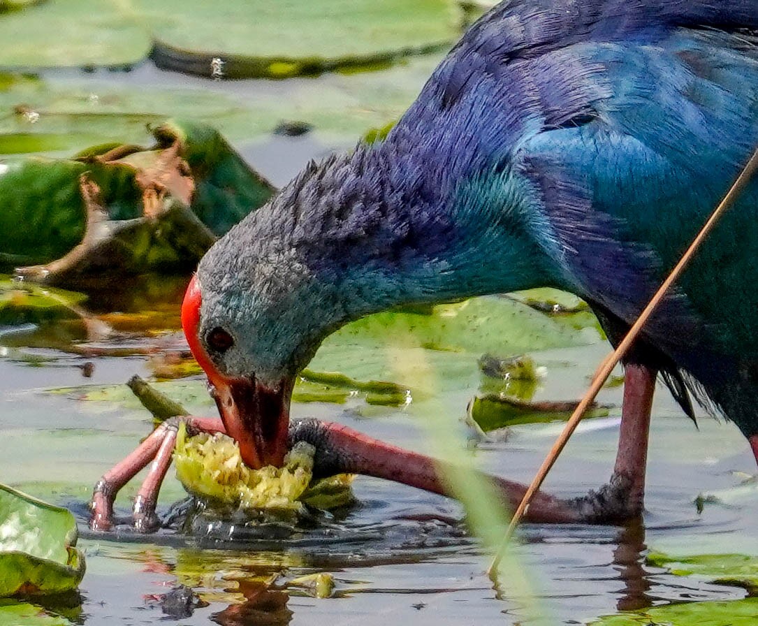 Gray-headed Swamphen - ML186741671