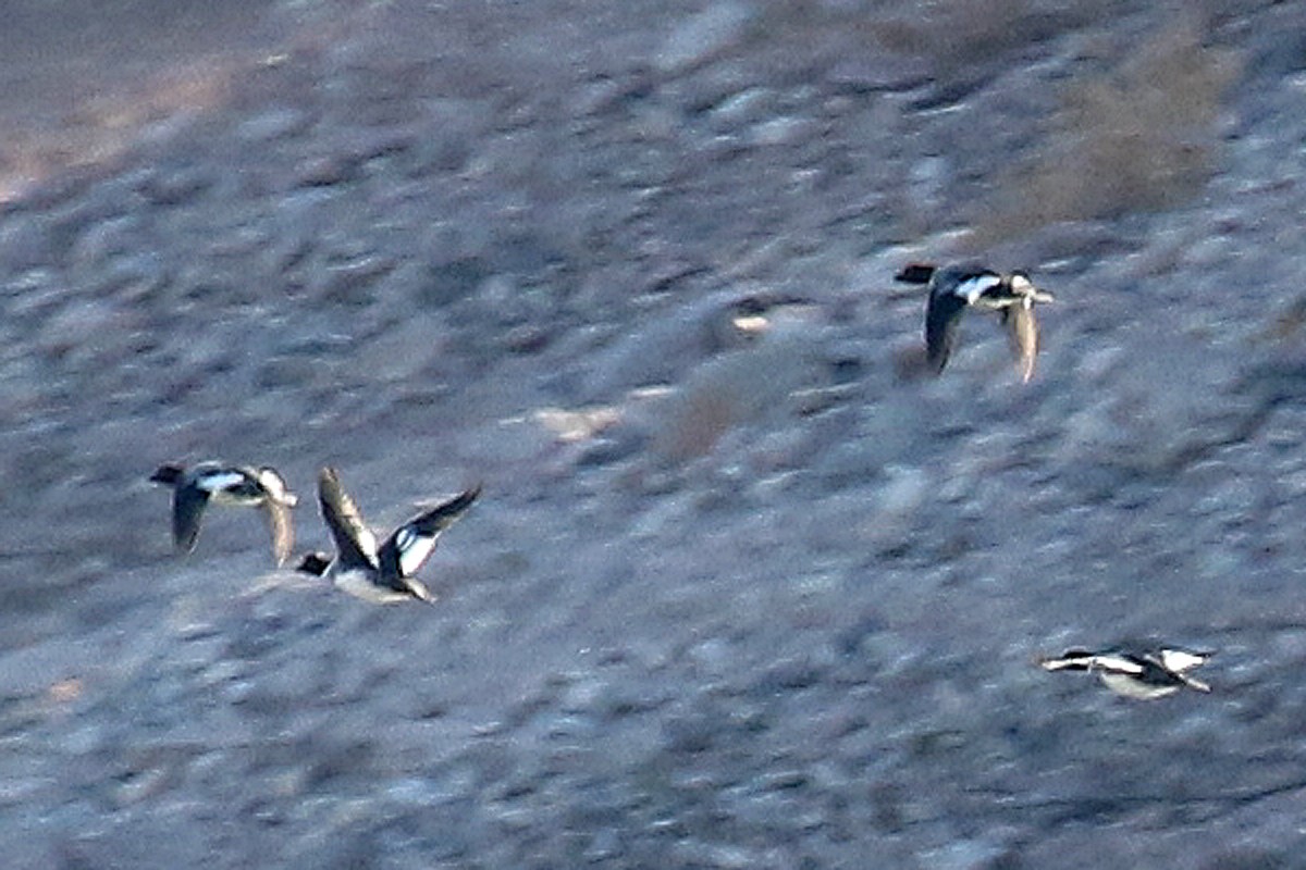 Common Goldeneye - Jonathan Dowell