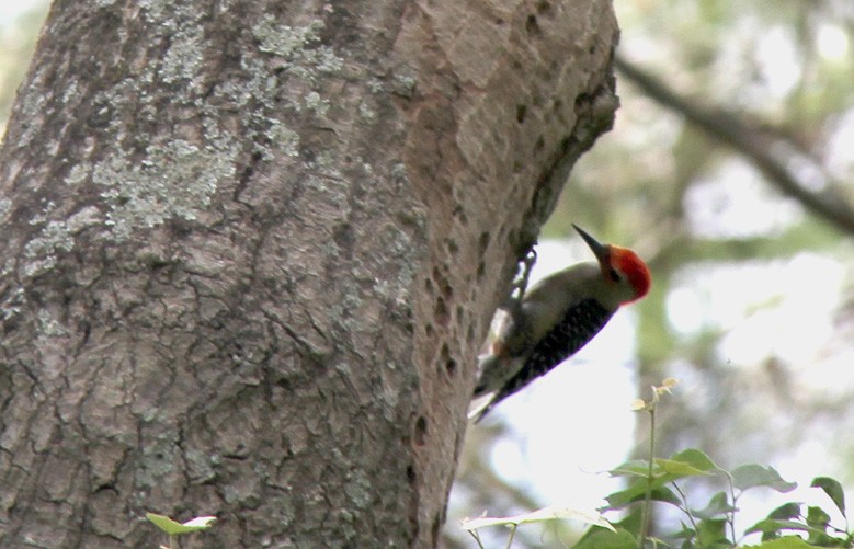 Red-bellied Woodpecker - ML186742651