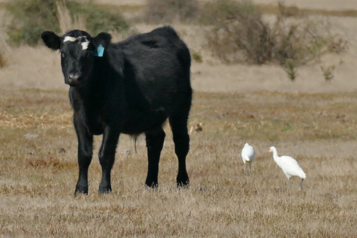 Eastern Cattle Egret - John Beckworth