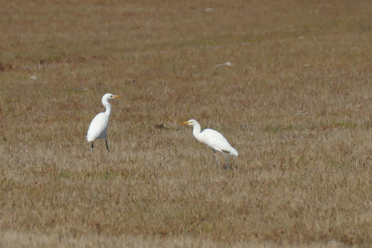 Eastern Cattle Egret - ML186745701