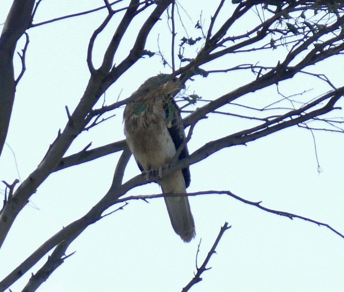 Whistling Kite - ML186746391