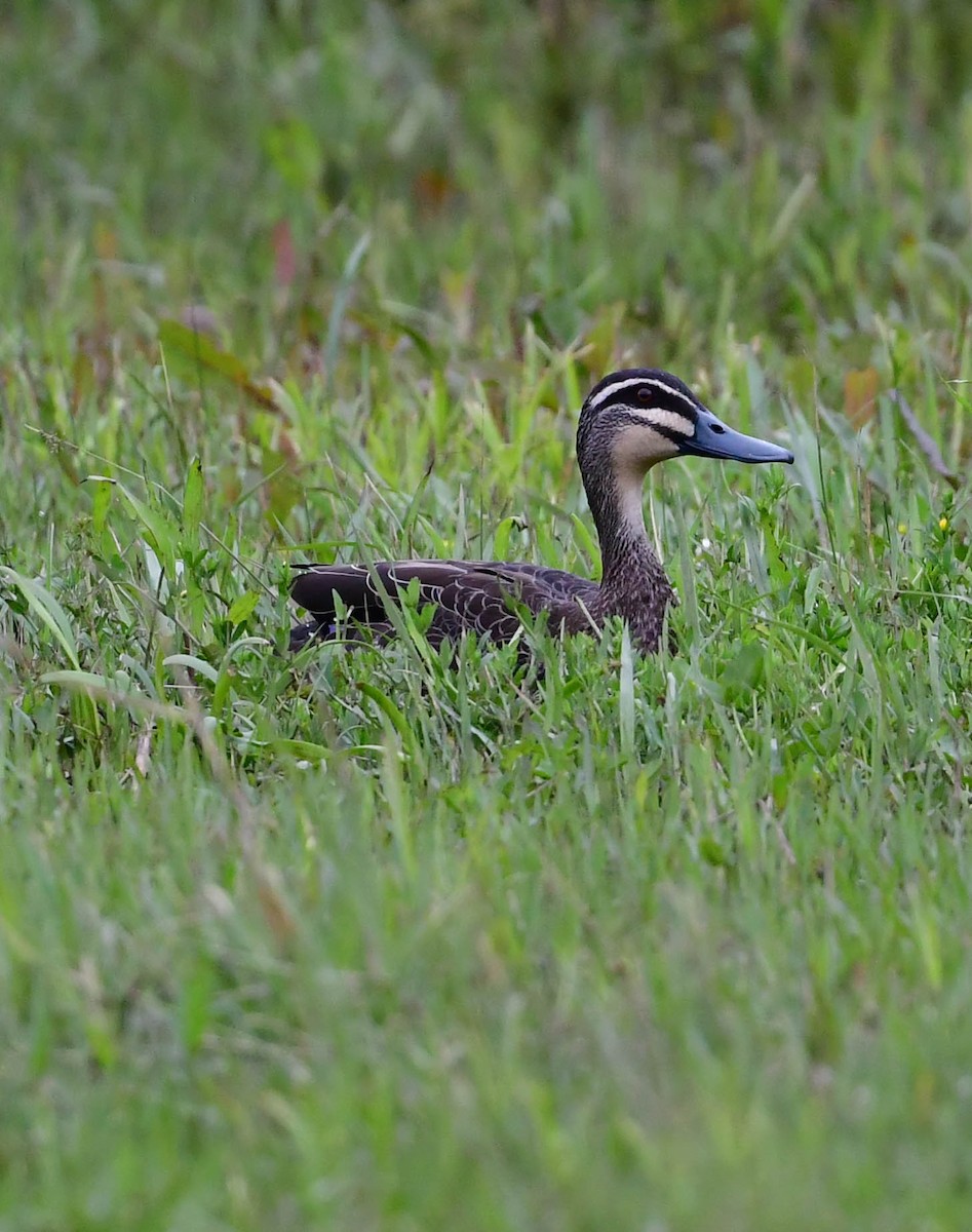 Pacific Black Duck - Roy Burgess