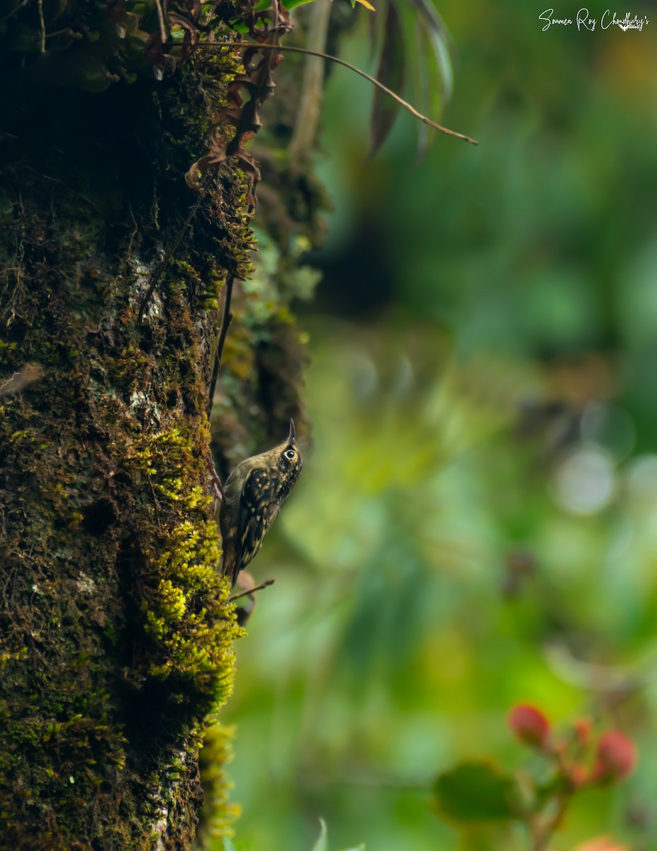 Sikkim Treecreeper - ML186749531