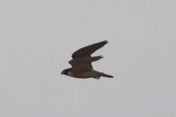 Peregrine Falcon - ML186751731