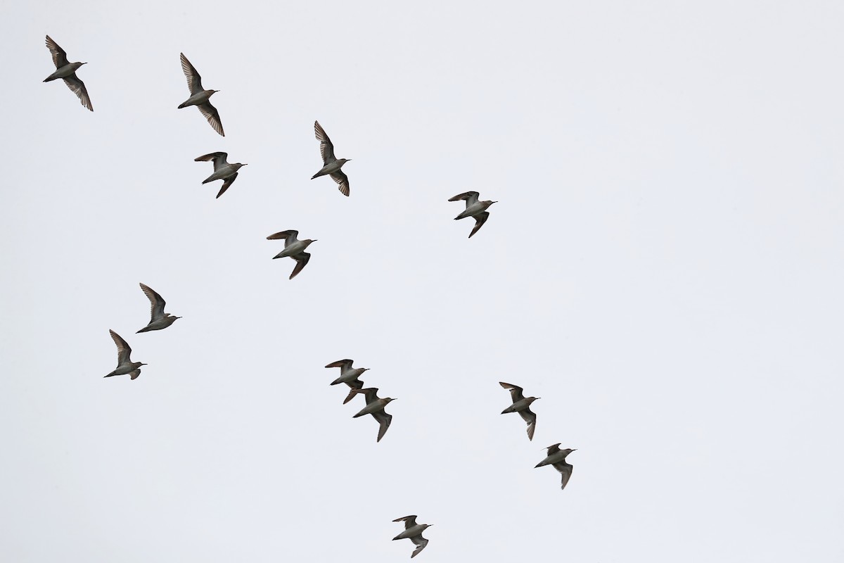 Sharp-tailed Sandpiper - Todd Burrows