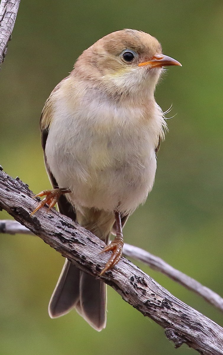 Brown-headed Honeyeater - Scott Eaton