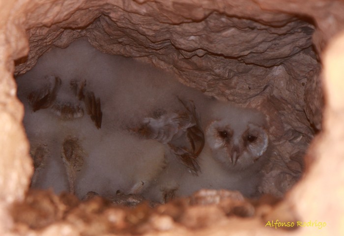 Barn Owl - ML186754021