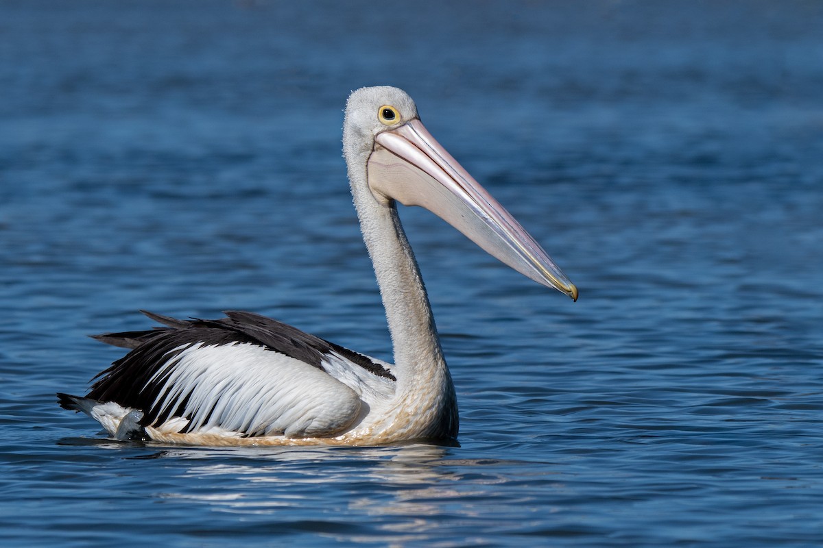 Australian Pelican - Hayley Alexander