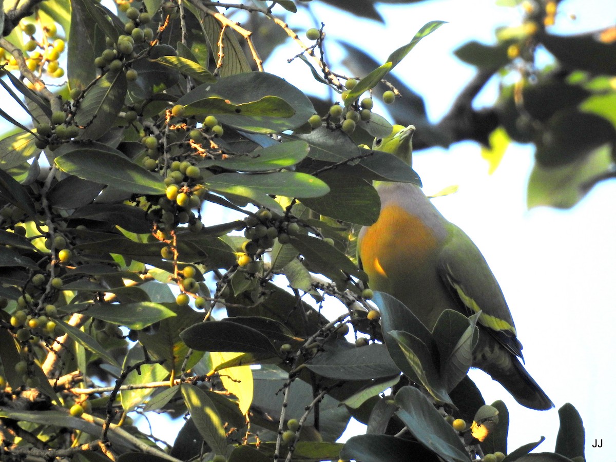 Orange-breasted Green-Pigeon - ML186754611