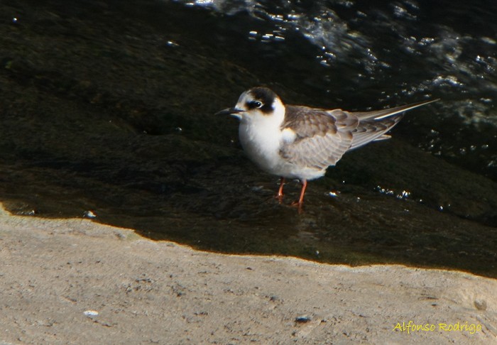 White-winged Tern - ML186754721