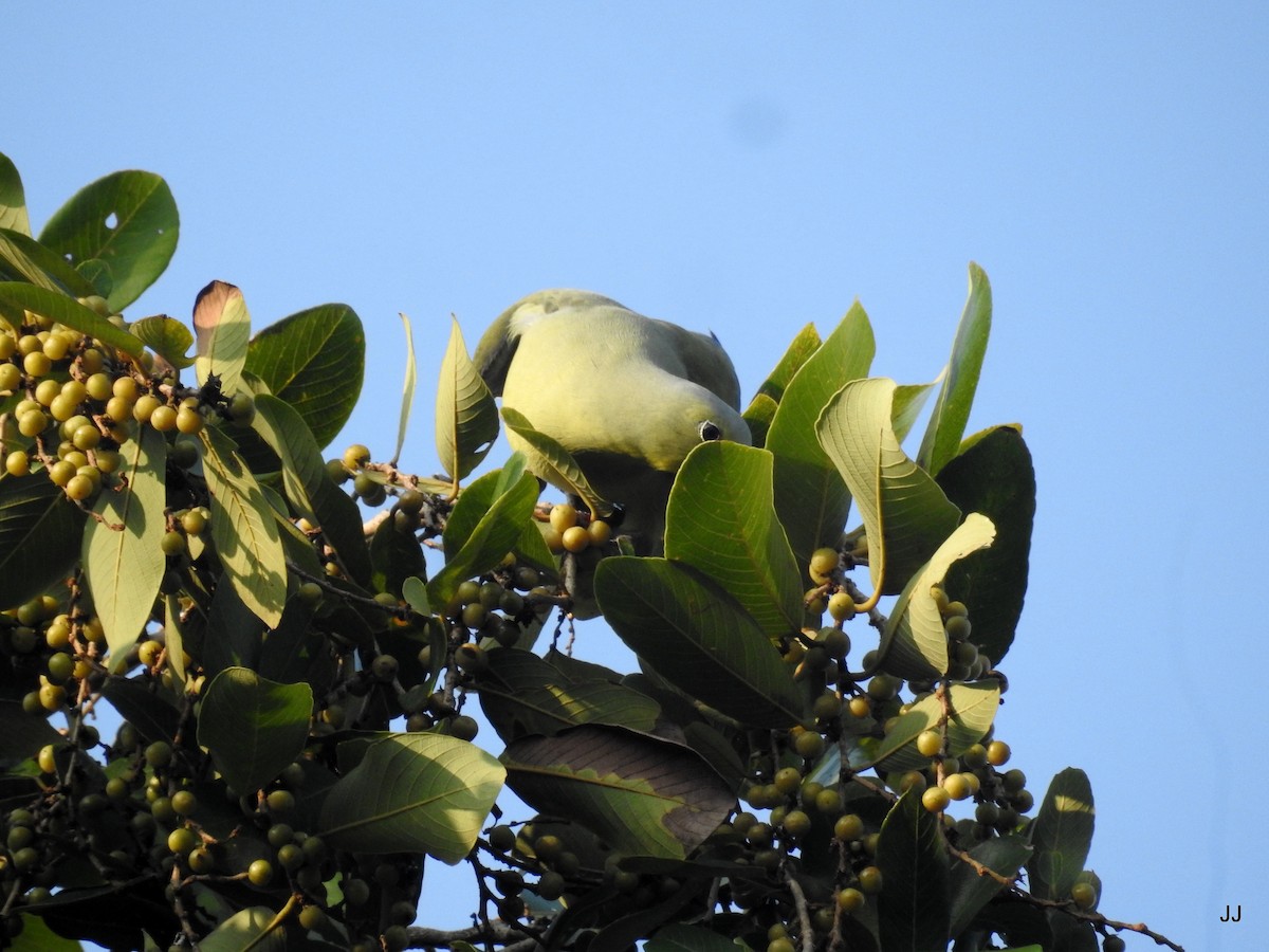 Gray-fronted Green-Pigeon - ML186754781