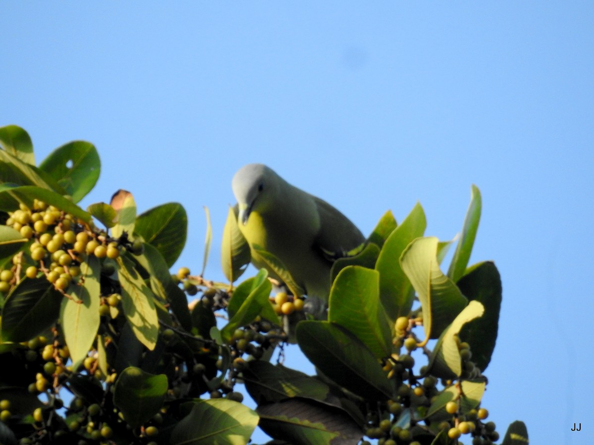 Gray-fronted Green-Pigeon - ML186754791