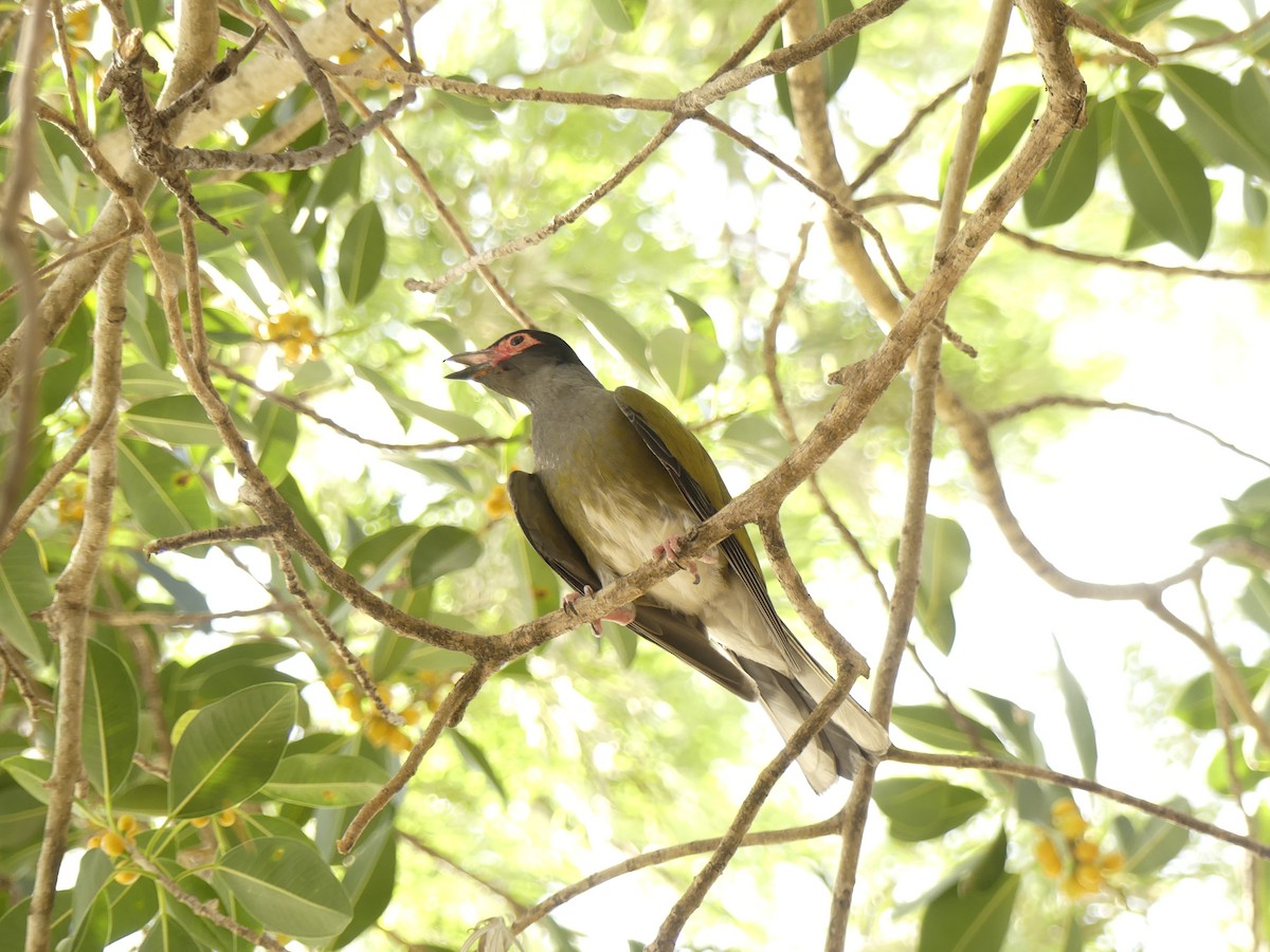 Australasian Figbird - Andrew Sides