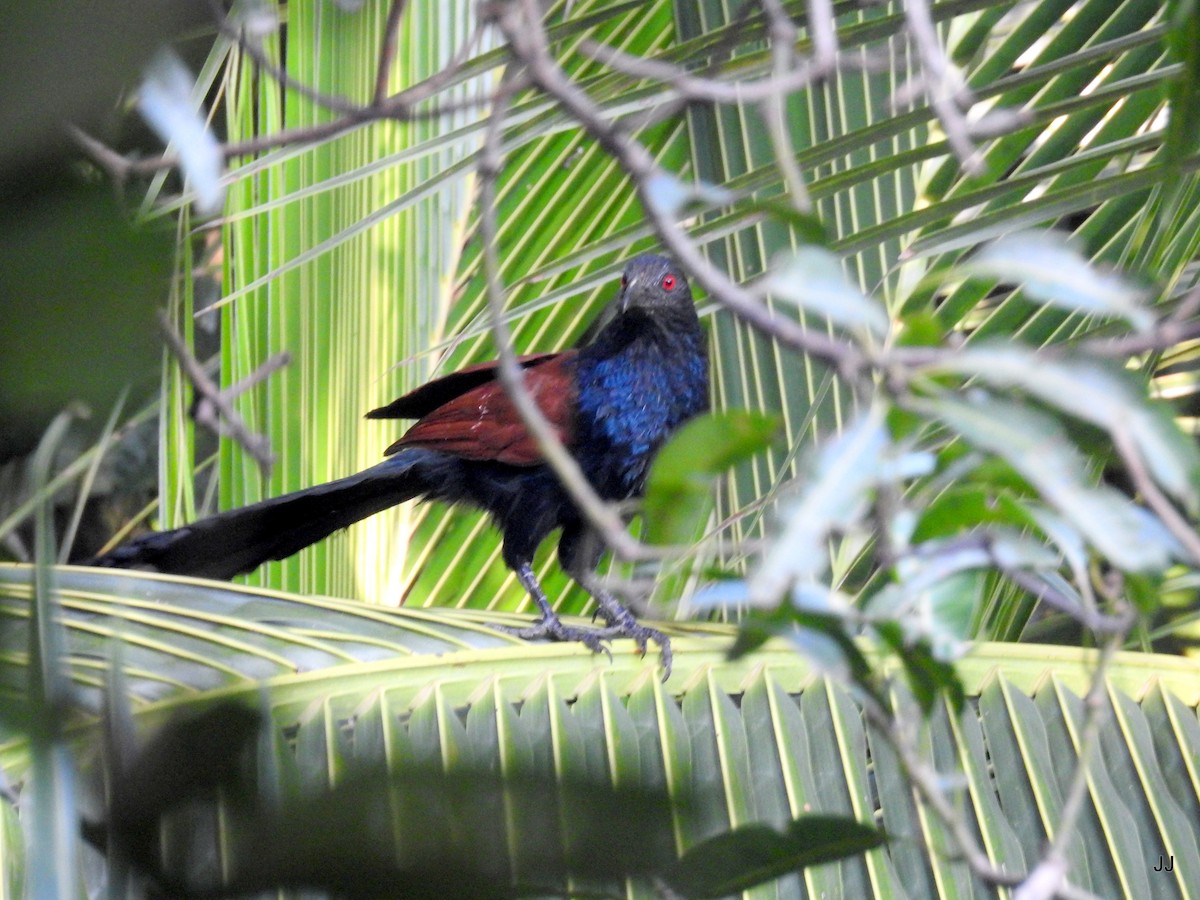 Greater Coucal - ML186754901